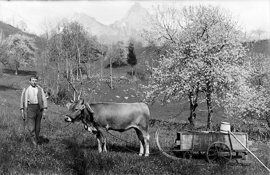 Bauer Fässler aus Ingenbohl posiert im Frühling 1918 mit seinem Rind, Glasplatte (Bild: STASZ, SG.CIV.22.505)